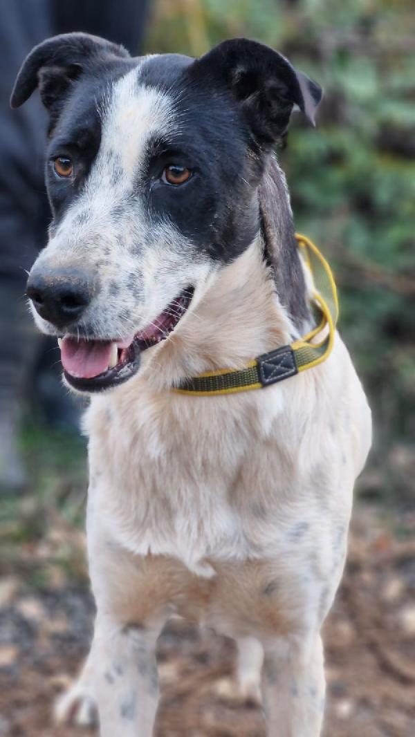 Daisy, una splendida meticcia Foto 6